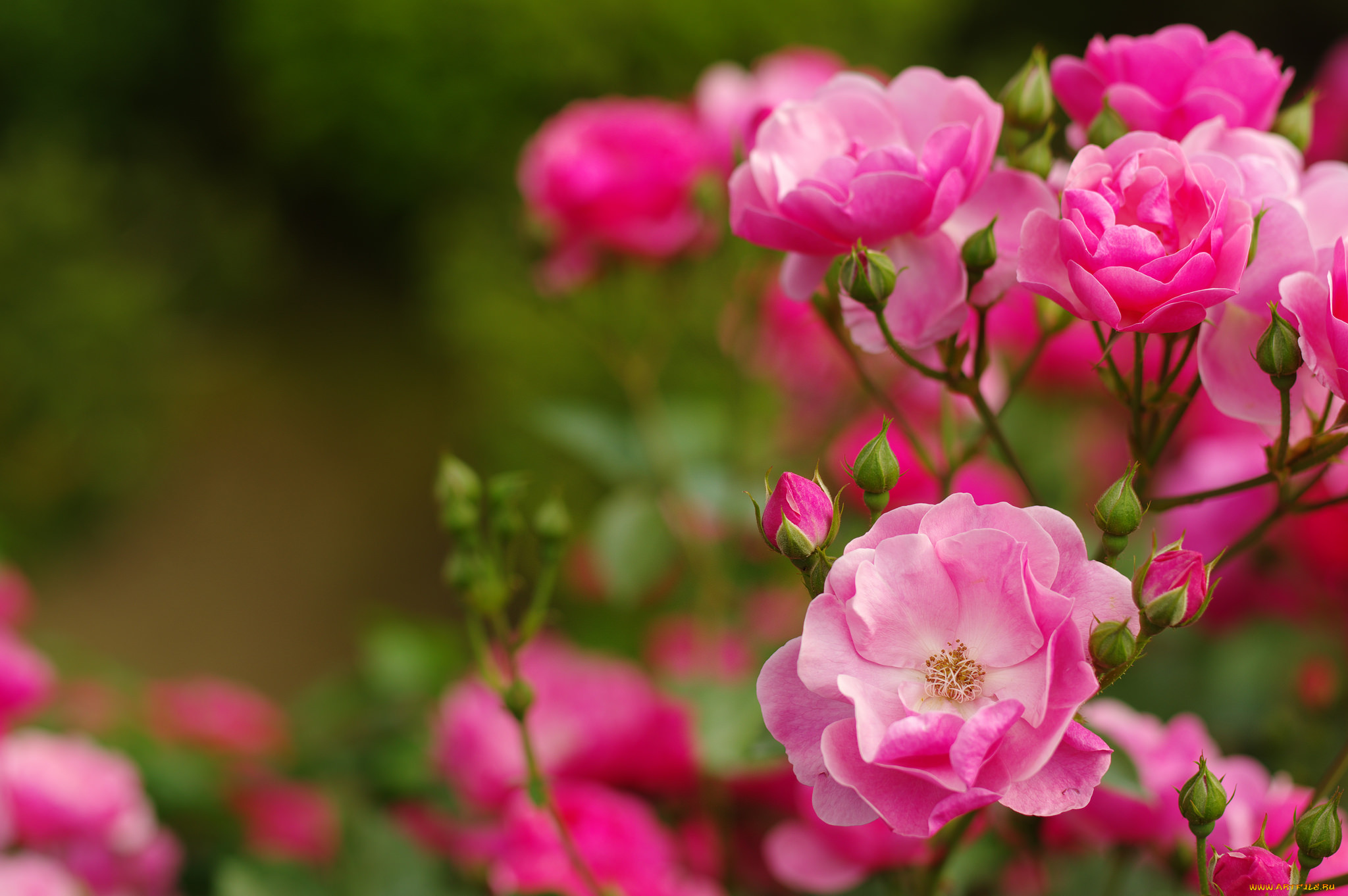 Куст розовые цветы